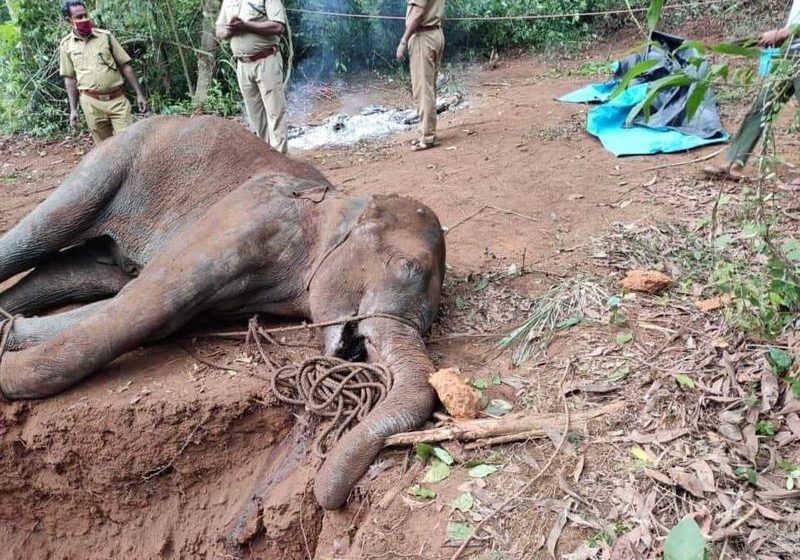  केरल में एक और हथिनी की मौत, जबड़े में था फ्रैक्चर