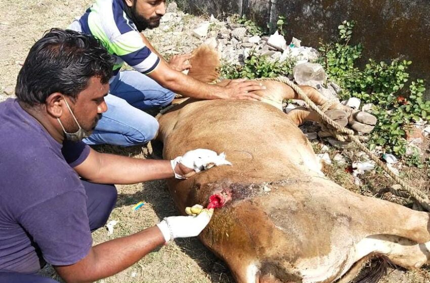  गौसेवा के लिए 24 घंटे एक्टिव रहता है अंकित शुक्ला की संस्था मृत्यु होने पर विधि विधान से करते हैं अंतिम संस्कार..