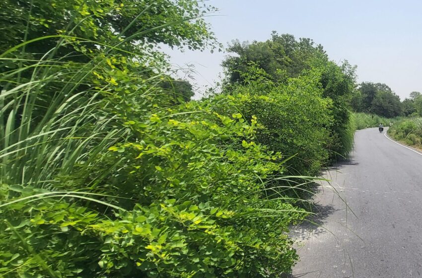 झाड़ियों से अवरुद्ध जसवंतनगर-बलरई मार्ग, राहगीरों को भारी दिक्कतें