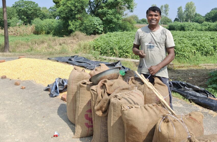  धूप निकली, मक्का किसानों के चेहरे खिले